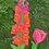 Miniatura: Snapdragon, 'Orange Wonder'