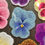 Miniatura: Blue Pansy