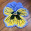 Miniatura: lavender pansy. 05