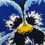 Miniatura: Pansy wallhanging-blue