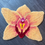 Thumbnail: Apricot Boat Orchid