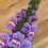 Thumbnail: Snapdragon, "Potomac Lavender"