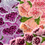 Miniatura: Pink-Peach Ombre Foxglove