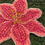 Thumbnail: Coral Asiatic Lily