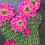 Miniatura: Hot pink blooming cactus
