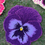 Thumbnail: Purple Pansy