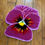 Miniatura: magenta pansy. 01