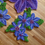 Thumbnail: Periwinkle Clematis 2
