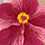 Thumbnail: Coral/Peach Hibiscus