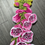 Miniatura: Pink Foxglove