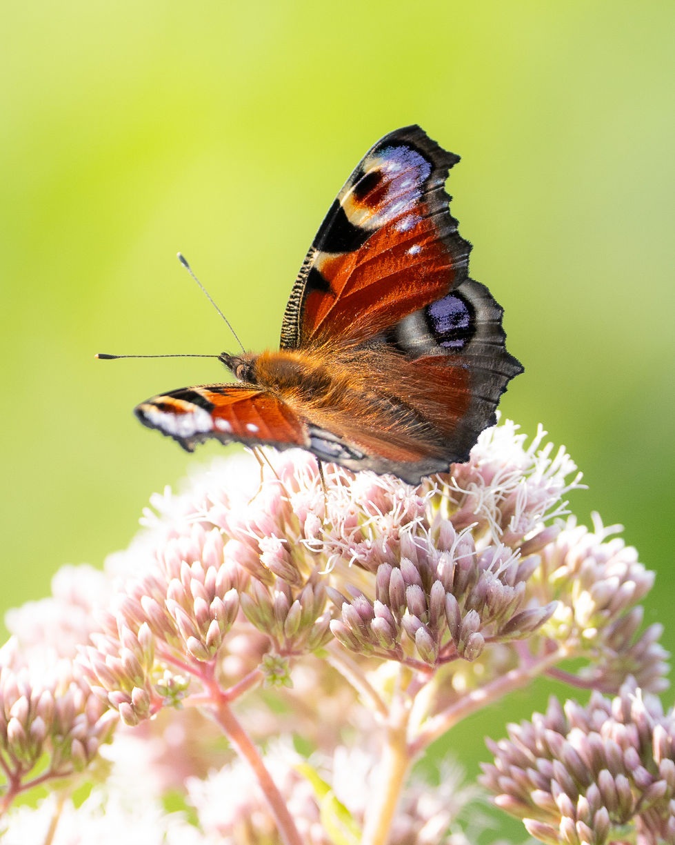 Wildlife Photography