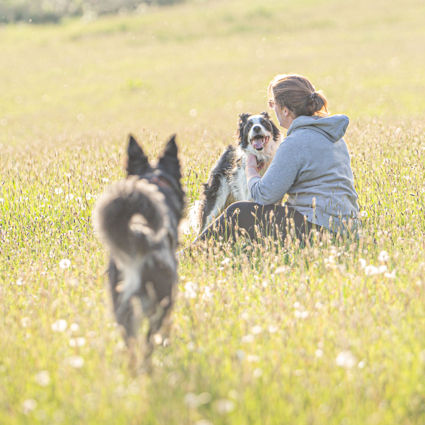 Dog Photography