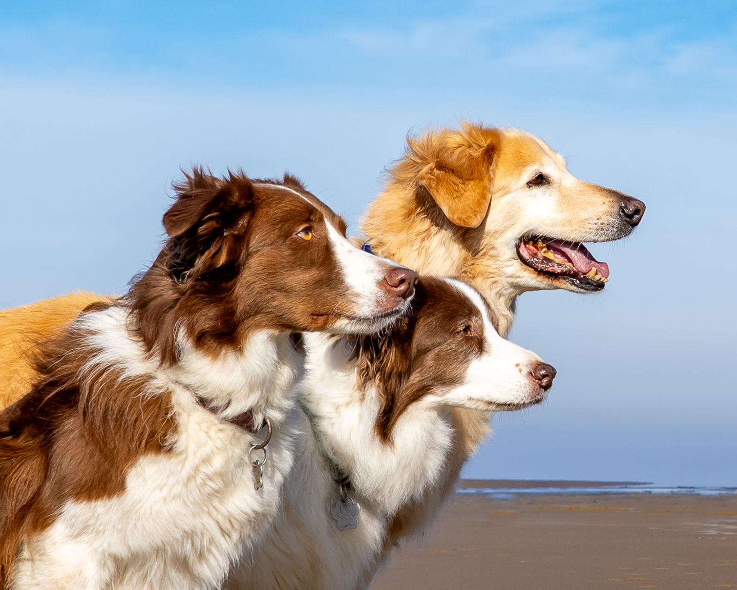 Dog Photography