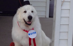 DUKE, EL PERRO ALCALDE