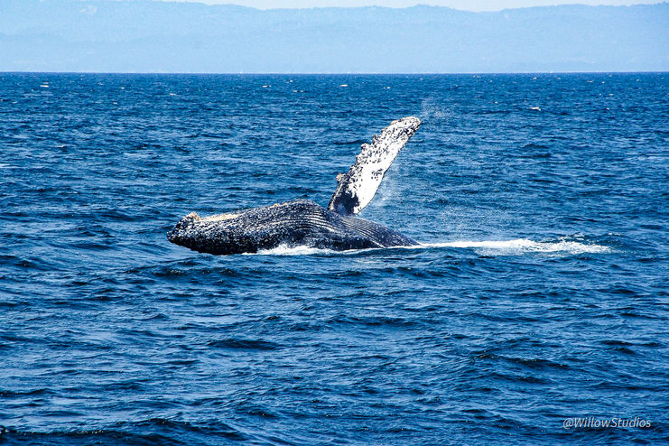 whale.jpg