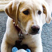 Willow w Booda2.jpg