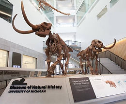 U_M_natural_history_museum_bf63fb10-bc66-4e5c-b9f9-02d0401ecd87.jpg