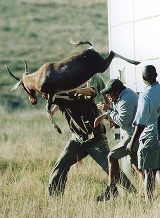 Blessbok Release
