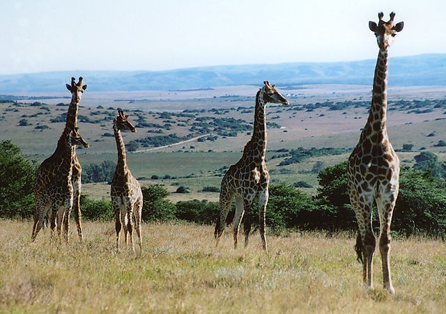 Amakhala