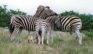 Amakhala