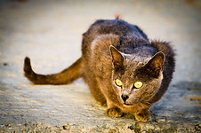 STO-whiskers, eyes, purring-08.jpg