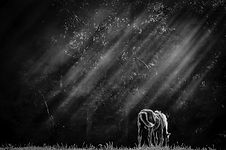 Two horses grazing in a field with sunlight filtering through trees.