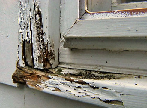 dry rot