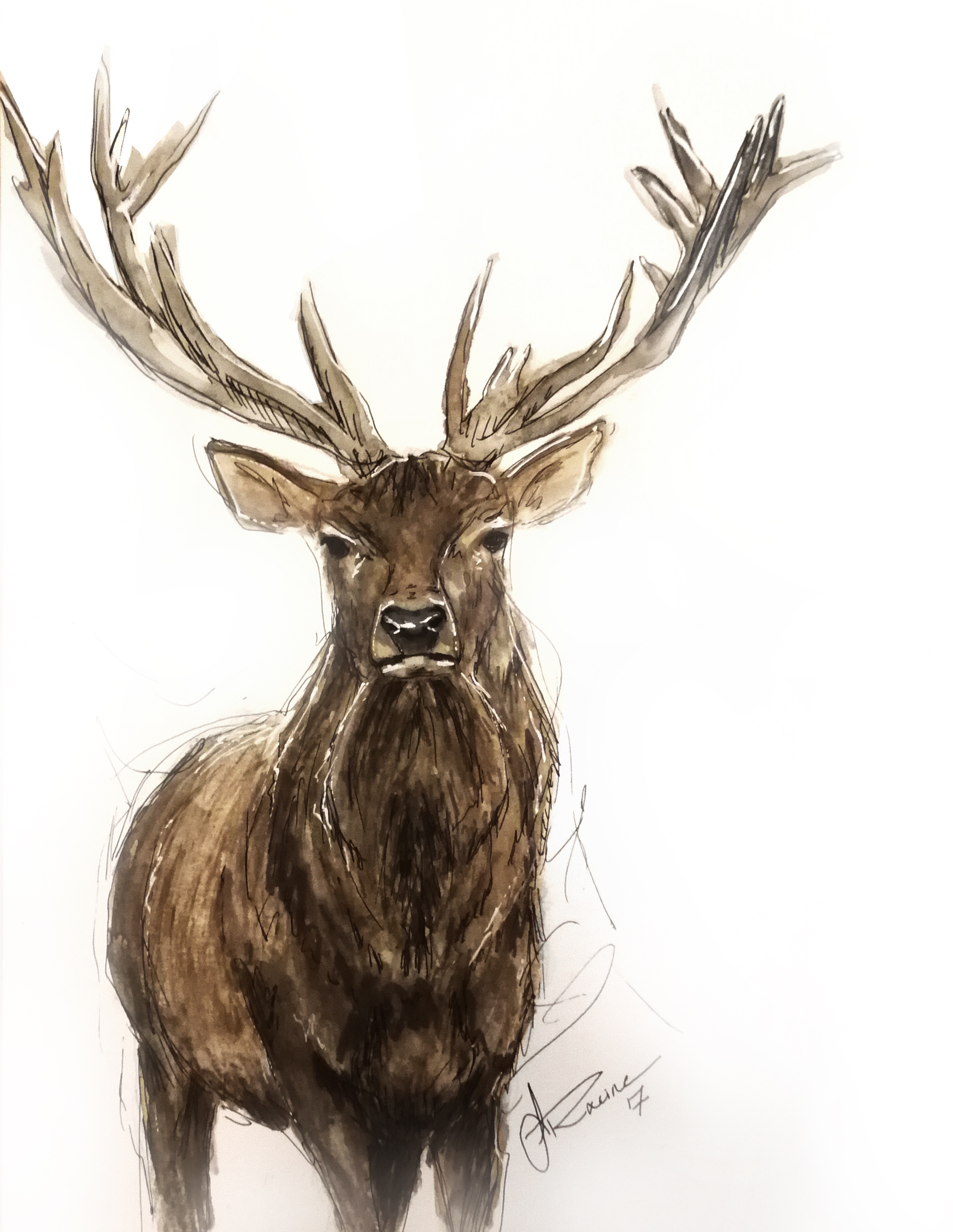Deer