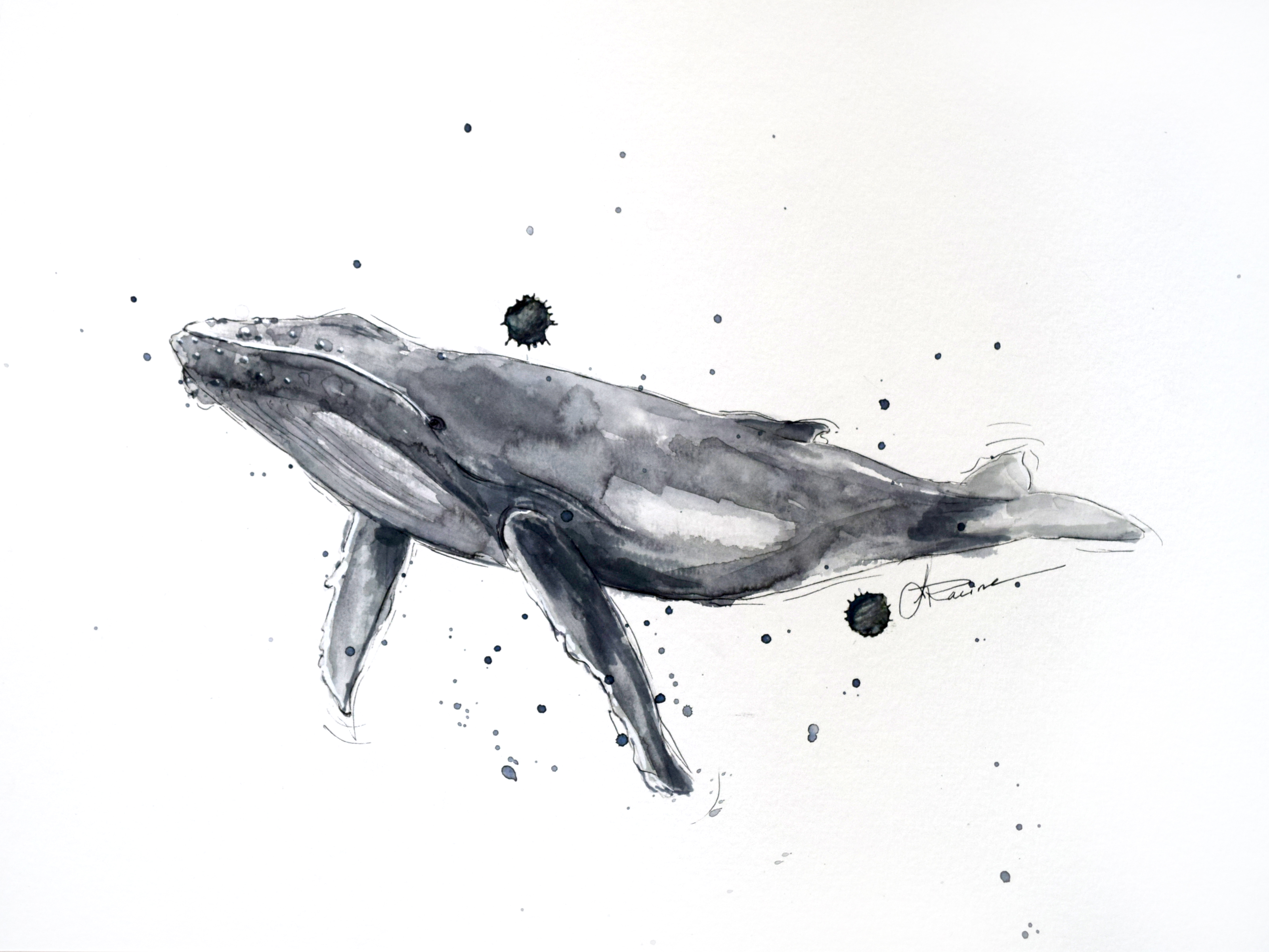 Baleine