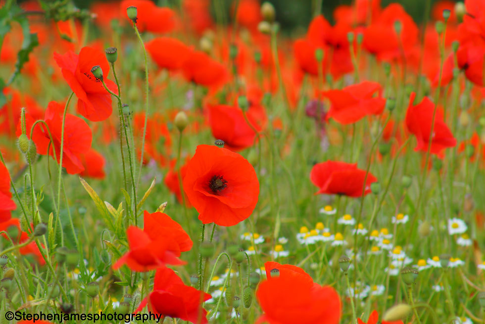 Poppy fields