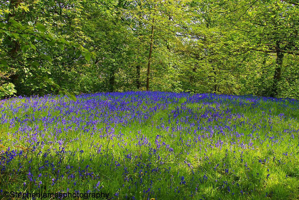 Carpet of Bluebells