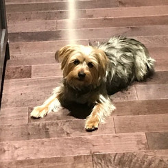 Piper