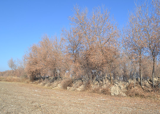 DSC_0558.JPG