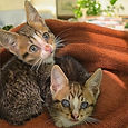 Brilliant Minds x2 Oliver (left) & Margot (right) - 7 wks