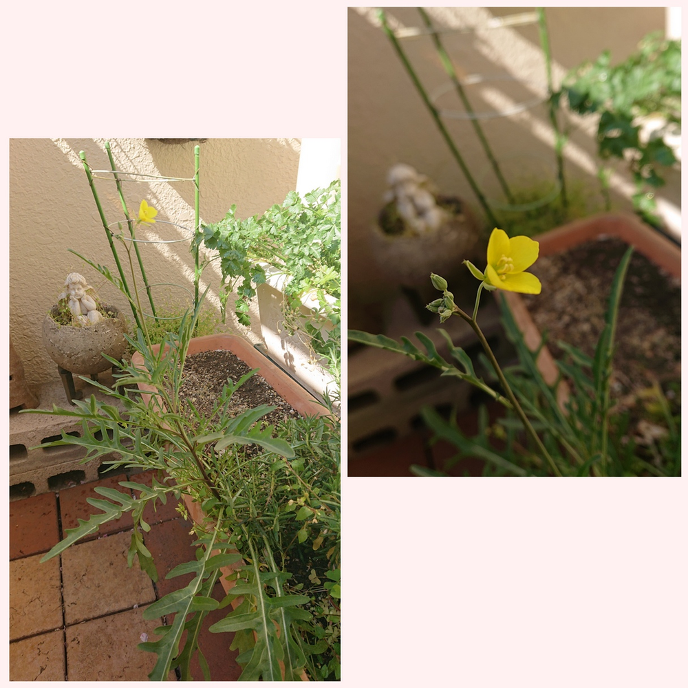 種まき ラジオ 筍 ラザニア