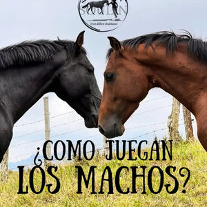 Comportamiento equino