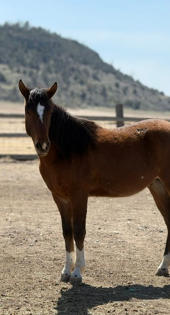 Thumbnail: Equine Special Health Needs