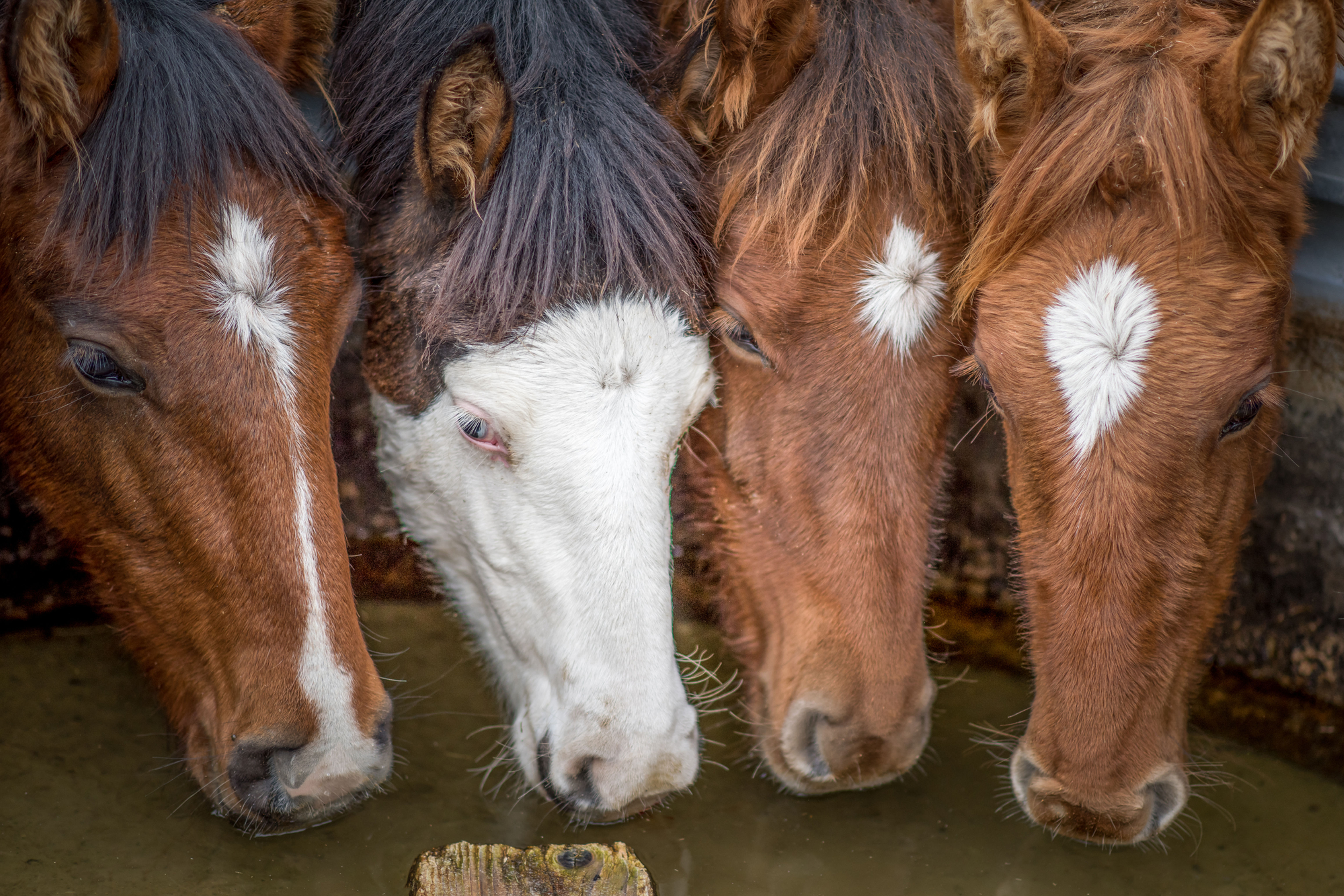 Provide Water and Support