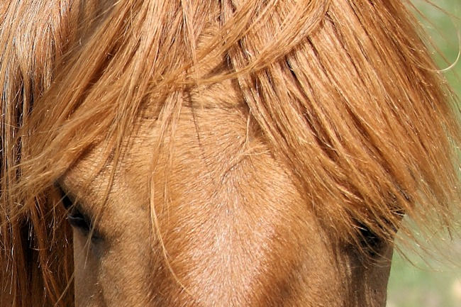 Spanish Mustang Red Hawk Forever Friend