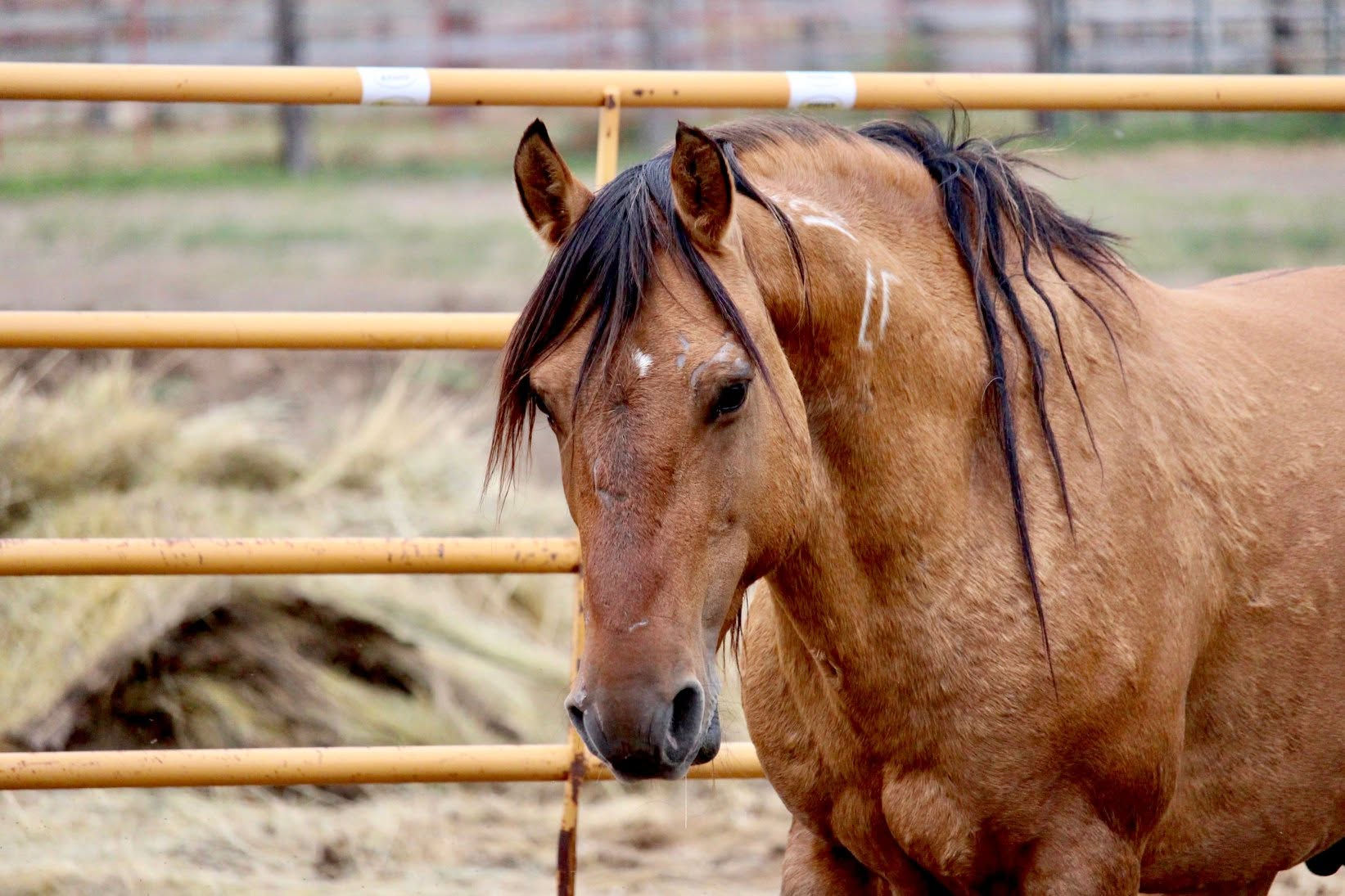 40th Anniversary of Wild Horse Freedom (2027) Calendar