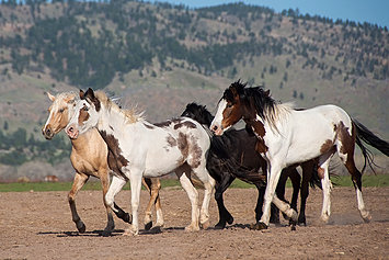 History Of Wild Horses