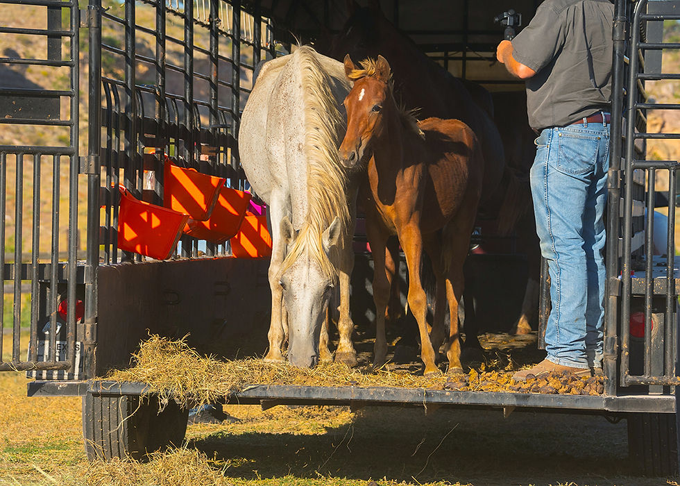 Fort Polk Kisatchie Horses Black Hills Wild Horse Sanctuary