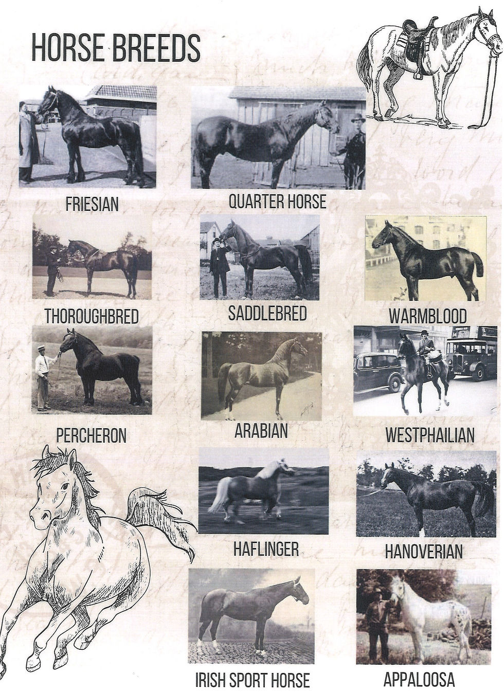 various horse breeds