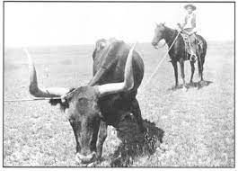 cow has been roped and waiting