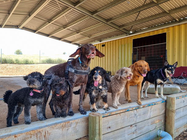 Group of happy daycare dogs all standing in a row on the platform, overlooking the paddock.