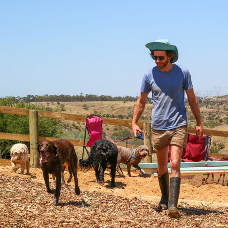 Chris walking along in the outdoor space of daycare with five dogs.