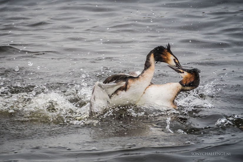 Foto #215 | Vechtende futen 2