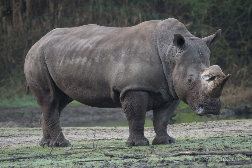 Foto #165 | Neushoorn