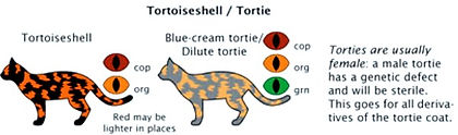 Robes du chat tortie.jpg