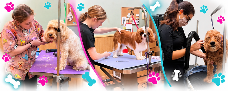 Colorful Pet Grooming Salon Collage.png